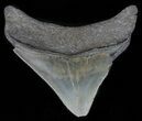 Serrated, Juvenile Megalodon Tooth - Georgia #61716-1